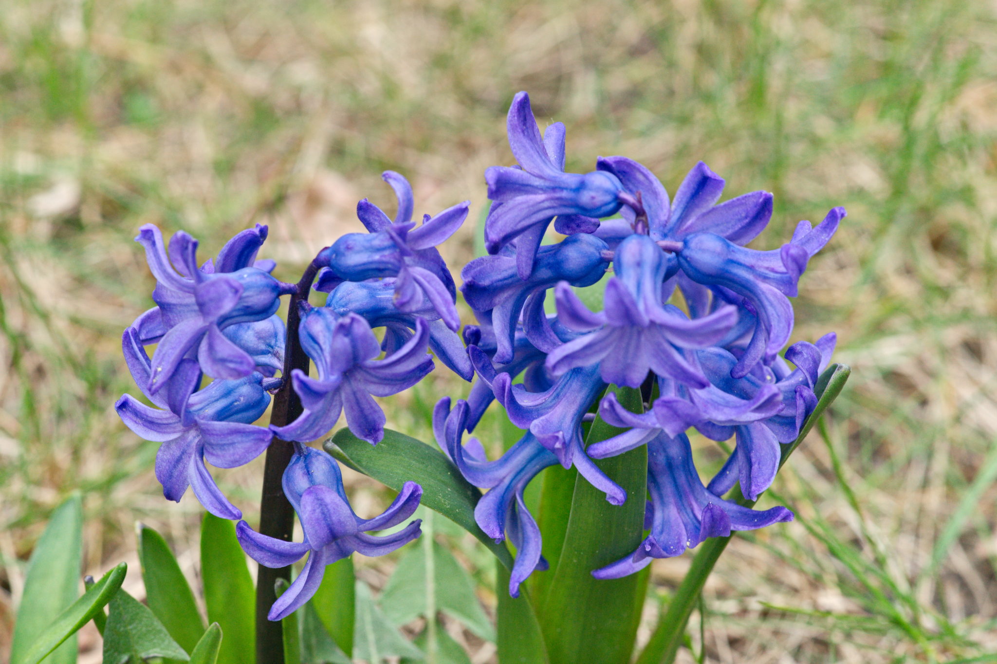 20210402  Gruen(t)raumHeimfeld 001